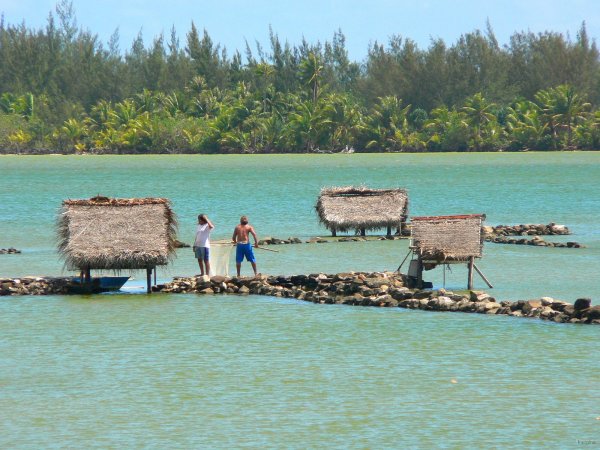 41- Parcs a poissons en corail pres du motu Ovarei 